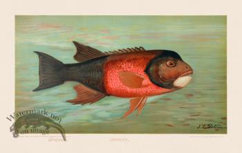 California Redfish